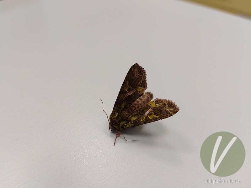 Meldeneule: Übersicht